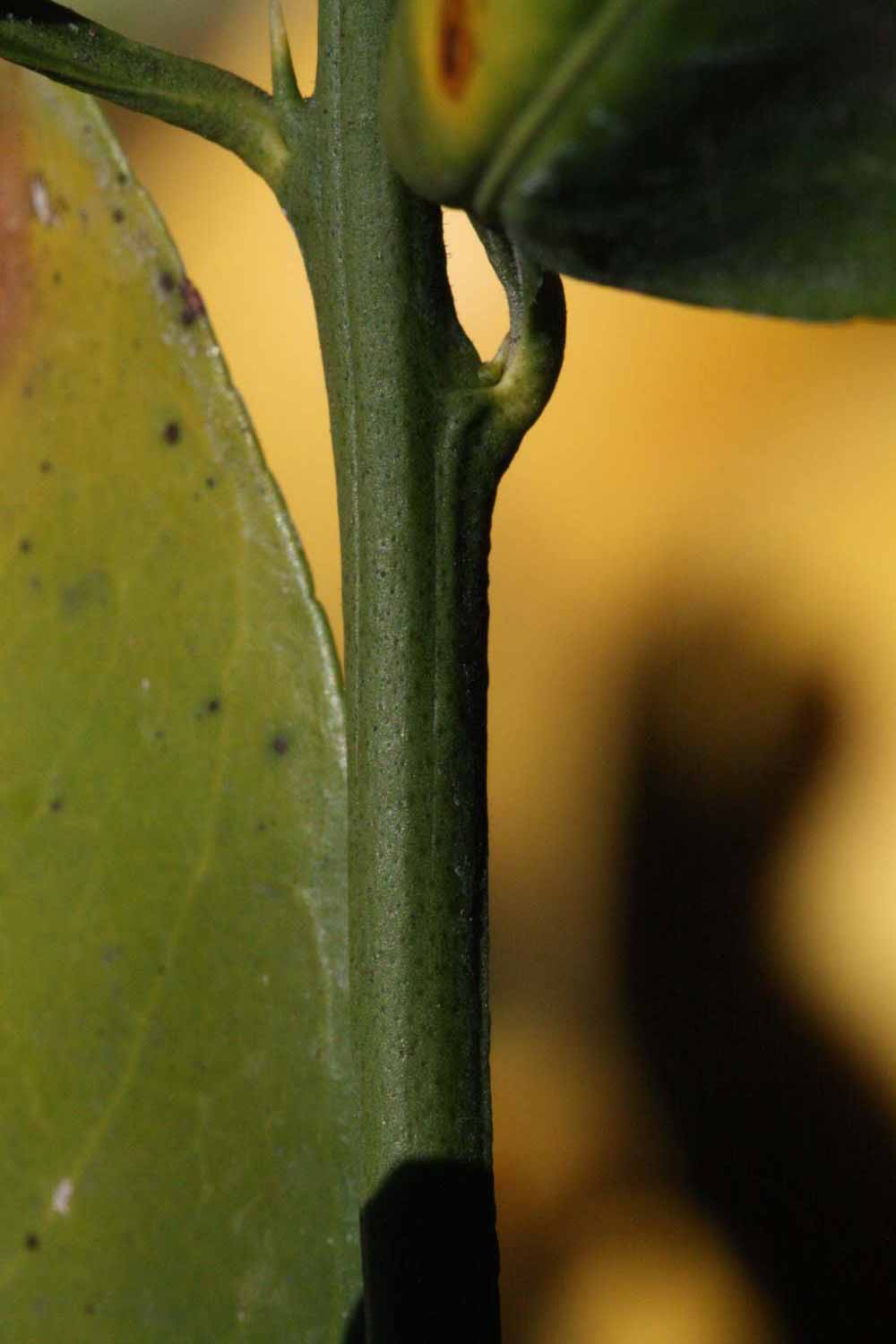              First year twig (Riverside, CA)       